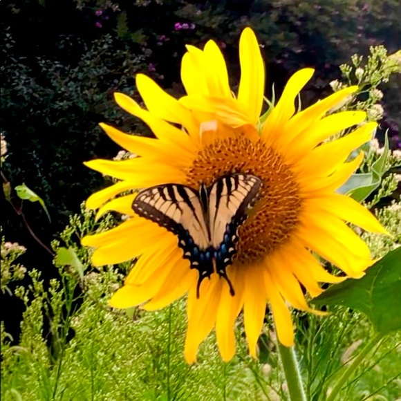 Meet your Posher, Gabrielle - Picture 3 of 3